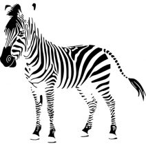 zebra falmatrica